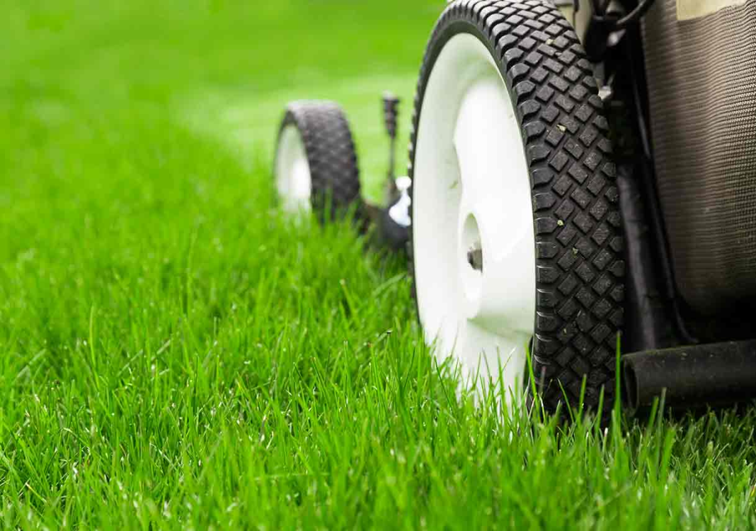 Lawn Services
